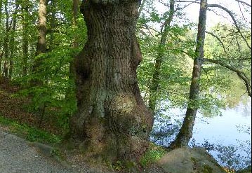 Dr. Froelich Bild Baum